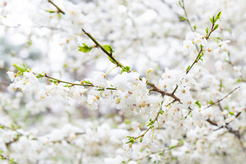 Fototapeta premium White flowers of branch cherry tree in snow. Spring white flowers