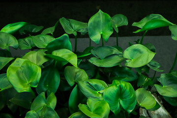 Green leaf texture. Leaf texture background