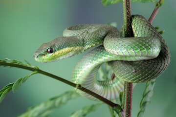 Obraz premium green viper snake on branch with black background, venomous and poisonous snake