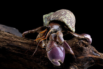 Close up of hermit crab crawling on a wood, Coenobita clypeatus	