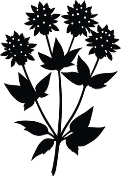 black astrantia flower silhouette on white clip art preview