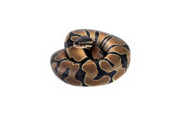 Ball python snake isolated on white, python regius