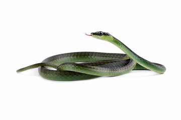 Dendrelaphis formosus snake isolated on white, non venomous snake