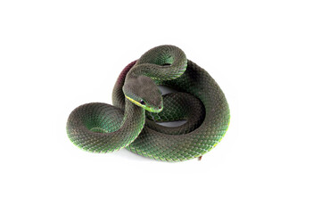 Green viper snake isolated on white, trimeresurus albolabris	
