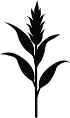 sorghum stalk silhouette vector on white 