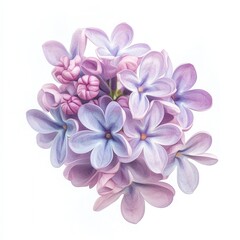 A close up of a cluster of light purple lilac flowers on a white background