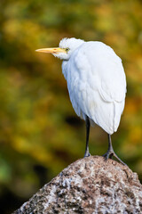 Portrait of a Cattle egret perched on a rock. Bubulcus ibis, Parc des oiseaux, Villars les Dombes, Ain 01, région Auvergne Rhône Alpes, France, European Union, Europe