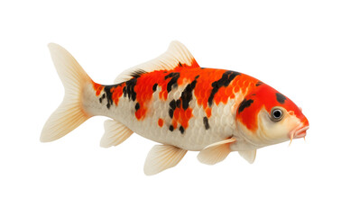 Fototapeta premium Koi fish, Japanese carp isolated on white, transparent. Side view