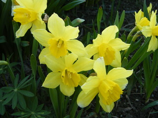 Bright yellow daffodils blooming in a spring garden under clear blue skies