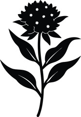 swamp milkweed flower silhouette vector on white 