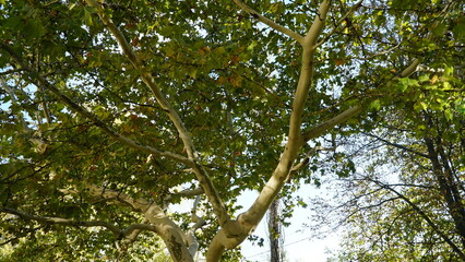 The trunk, bark, leaves and fruits of Platanus occidentalis, also known as the American, London plane tree. Bark of the sycamore tree. Maple. Sycamore. Different colors of the tree trunk. Platan. n
