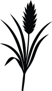 sweetgrass flower silhouette vector on white 
