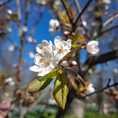 cherry tree blossom