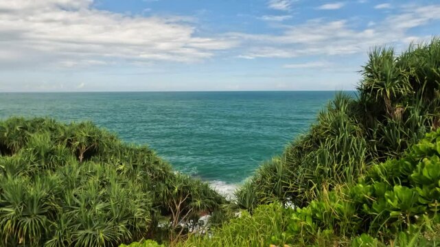 Screwpine trees lining the beach with ocean nearby. Green coastal vegetation in tropical environment. Serene seaside landscape and natural habitat concept