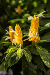Yellow Blossoms Illuminated by Sunlight Amidst Dark Green Foliage