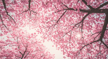 Pink Cherry Blossom Trees with Sunlight Blooming in Spring