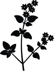 wild marjoram flower silhouette vector on white 