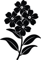 wild phlox flower silhouette vector on white 