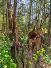 Old rotting tree stump surrounded by fresh spring leaves in a lush forest, symbol of decay and renewal in natural woodland ecosystem
