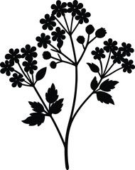 wild sarsaparilla silhouette vector on white 