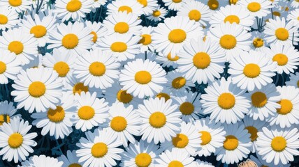 Dreamy close-up of creamy white daisies against dark green background