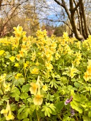 Yellow blooming Pseudofumaria lutea, or Corydalis lutea in the garden in early spring. Wildflowers. Floral background
