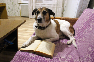 Dog relaxes on a couch with an open book in a cozy indoor setting