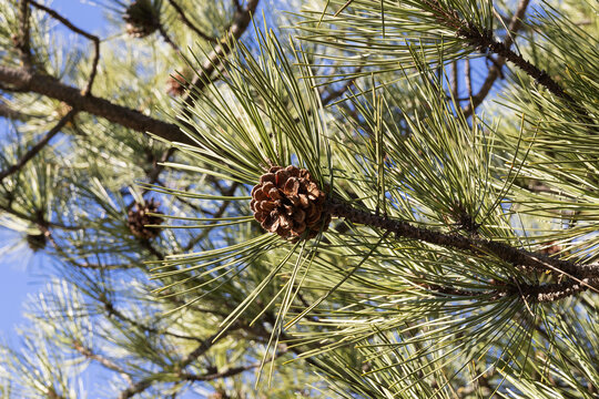Pinus ponderosa. Ponderosa pine. Bull pine. Blackjack pine. Western yellow-pine. Filipinus pine