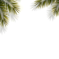 Green palm leaves with soft shadows in the upper corners on a transparent background