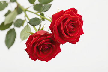 Bouquet of red roses bouquet flowers arrangement