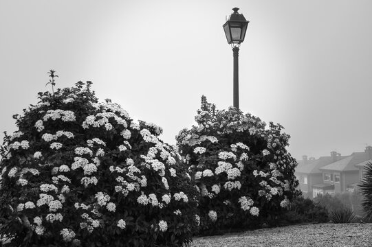 Black and white photograph of a bucolic corner in a garden with a streetlamp on a foggy morning, in Arroyomolinos, Madrid, Spain.