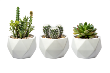 collection Set of different mixed cactus and succulents types of small mini plant in modern ceramic  vase pot as furniture cutouts isolated on white background   PNG