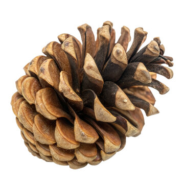 Pine cones on transparent background.