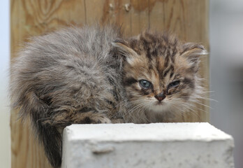 portrait of homeless tabby kitten outdoors