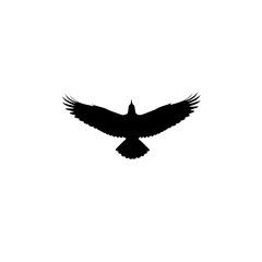 Obraz premium Majestic Black Bird in Flight Silhouette of a Soaring Eagle or Hawk