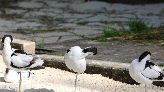 Harmony in black and white: A group of avocets