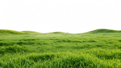 green grassland landscape isolated on white background PNG