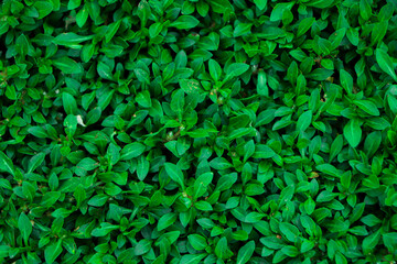 Green leaves pattern background, Natural background and wallpaper