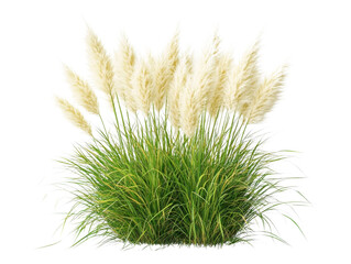 Elegant pampas grass arrangement showcasing feathery plumes and lush green foliage on a transparent setting