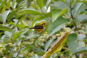 Golden tanager (Tangara arthus) perched in a tree with green berries, n the Intag Valley, Cuellaje, Ecuador