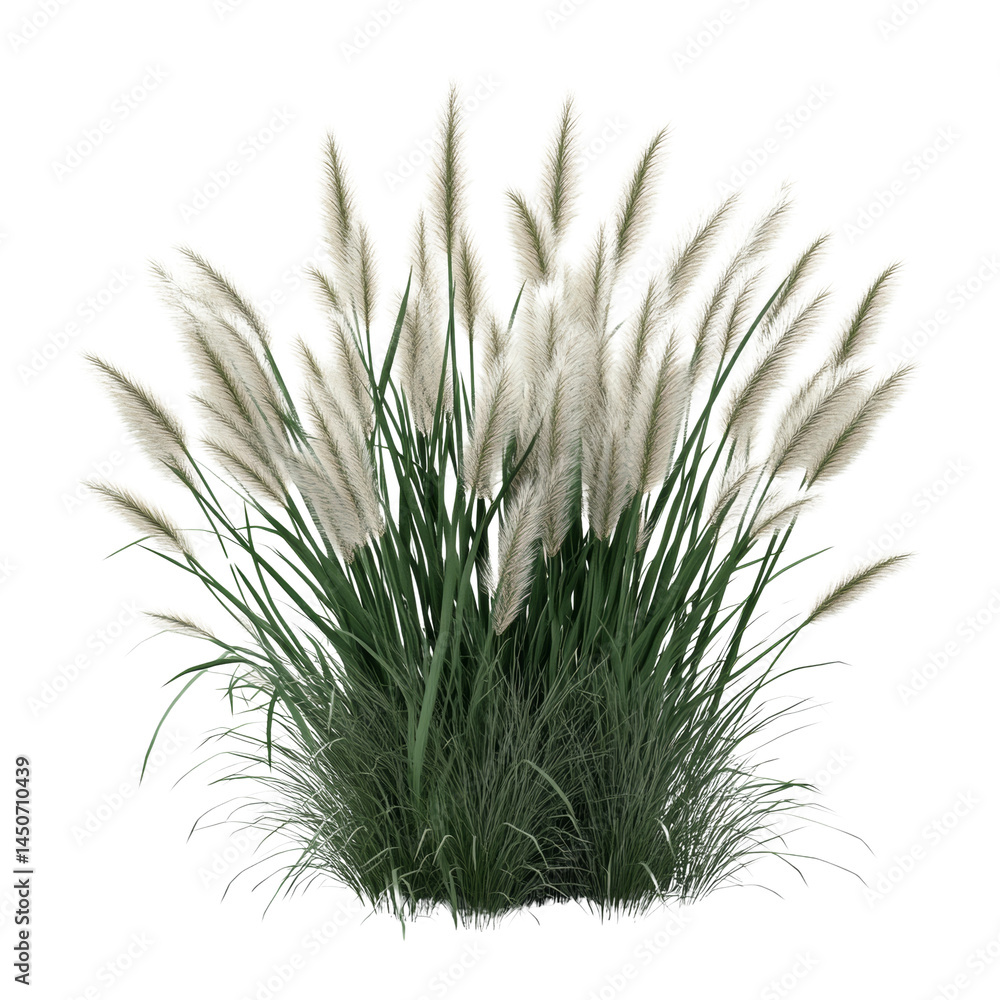 Poster pampas grass vibrant decorative element with ethereal plume rendering on an isolated field