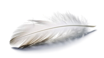 Obraz premium Single Feather Floating