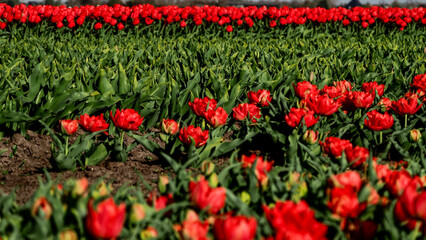 Obraz premium tulipan tulipany kwiaty