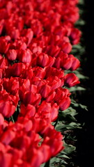 tulipan tulipany kwiaty © Marta