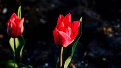 Obraz premium tulipan tulipany kwiaty