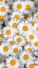 Fototapeta premium Field of tightly clustered white daisies with bright yellow centers