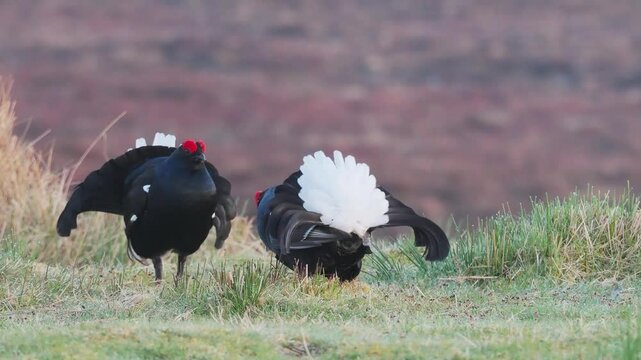 Black Grouse (Tetrao tetrix) Lekking, Scotland