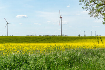Windkraftanlagen in Brandenburg, Deutschland, idyllische Ansicht, Rapsfeld