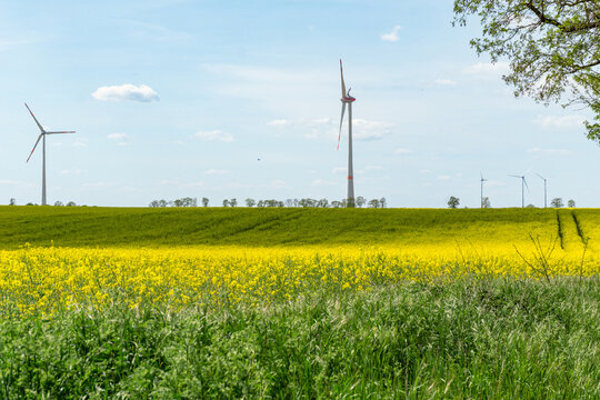 Windkraftanlagen in Brandenburg, Deutschland, idyllische Ansicht, Rapsfeld