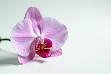Obraz premium A single orchid on a white surface with delicate petals and intricate details, petal, floral, stem